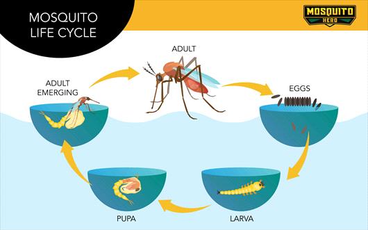 The Mosquito Life Cycle Explained