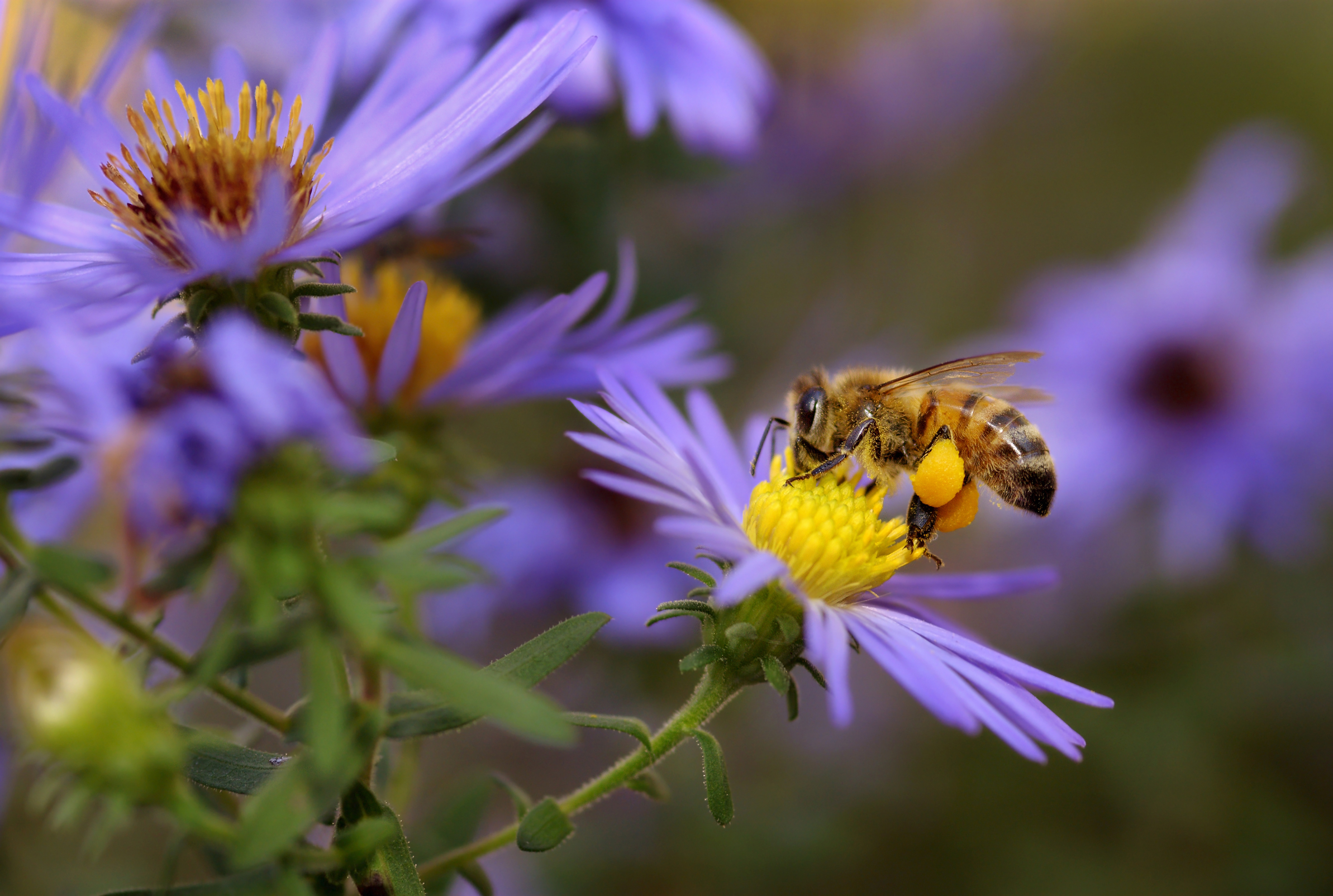 Honeybees are in trouble. Here's how you can help