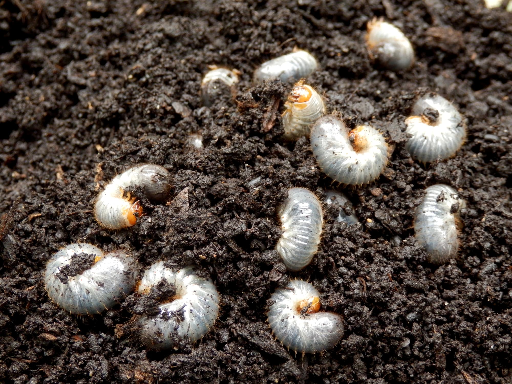 Guest or Pest: White Grubs