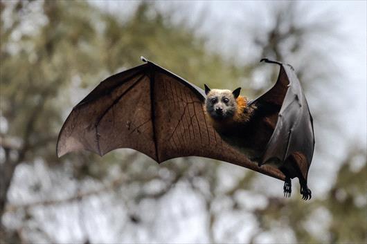 Bats Are Your Unexpected Ally in Mosquito Control