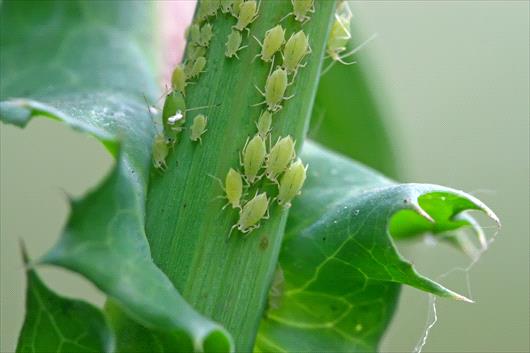 gold capella plant 10