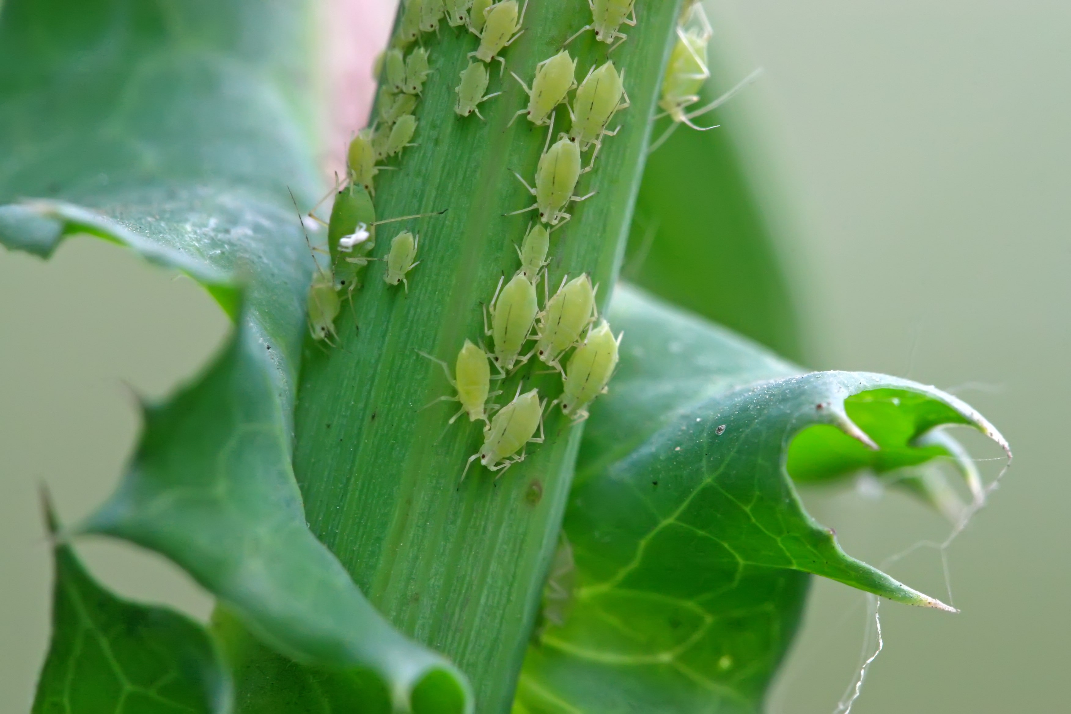 Aphids on leaf