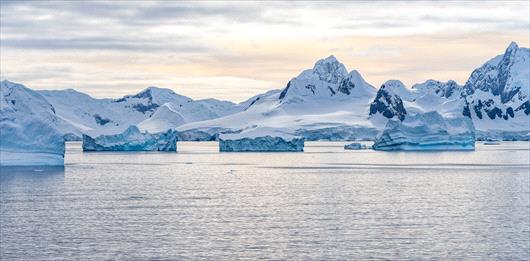 The Only Insect In Antarctica | Mosquito Hero