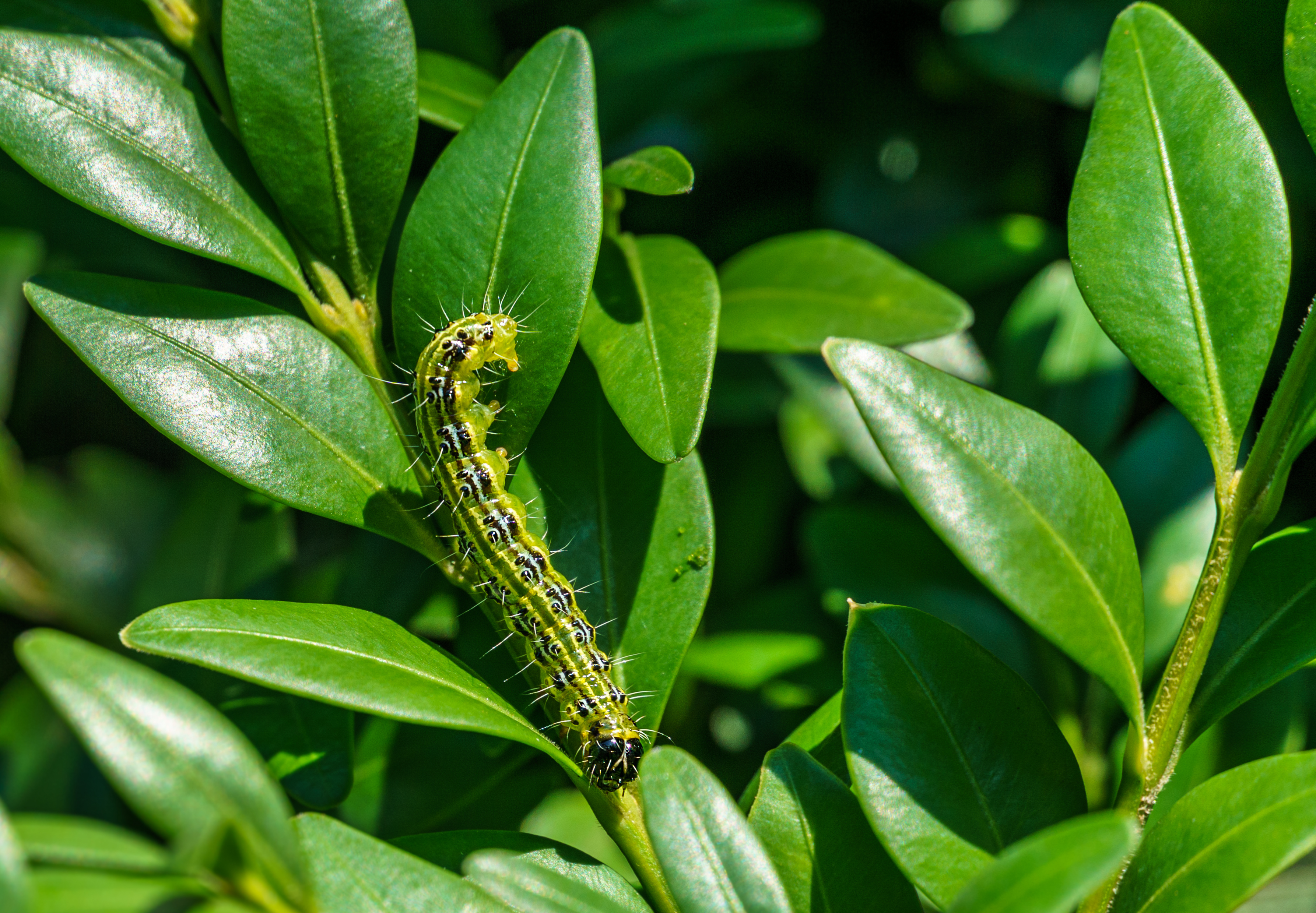 Boxwood Moth