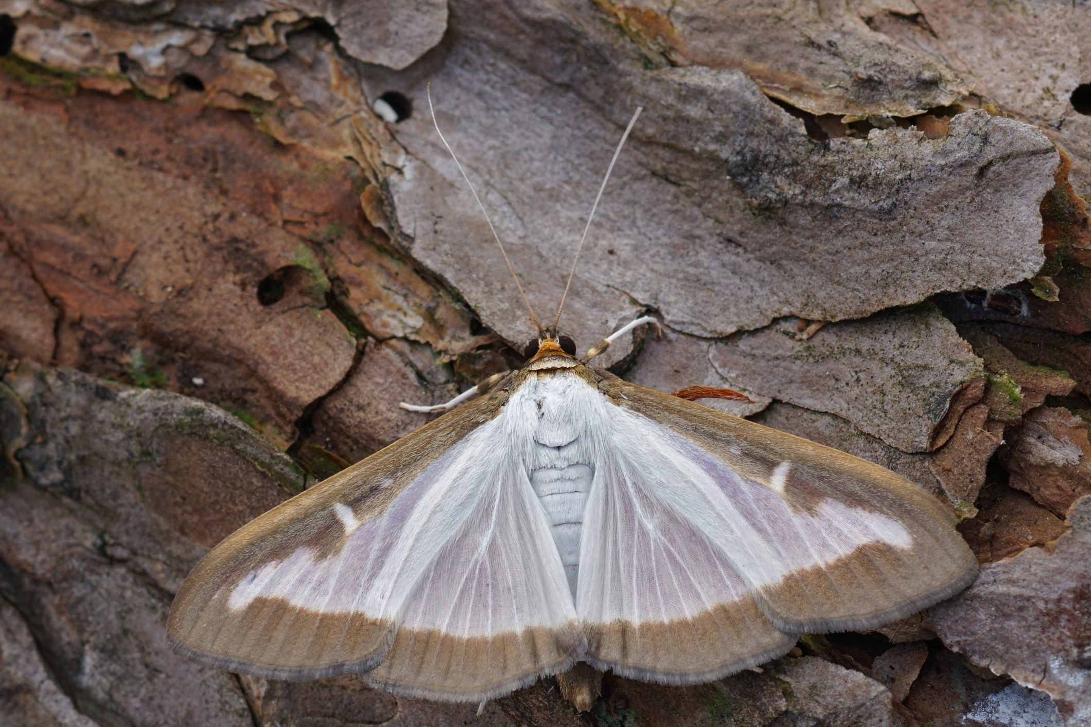 Guest or Pest: Boxwood Moth