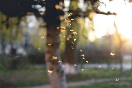 Mosquitos flying around