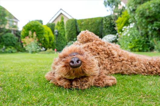 dog on lawn