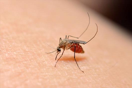 West Nile Virus Prevention Tips