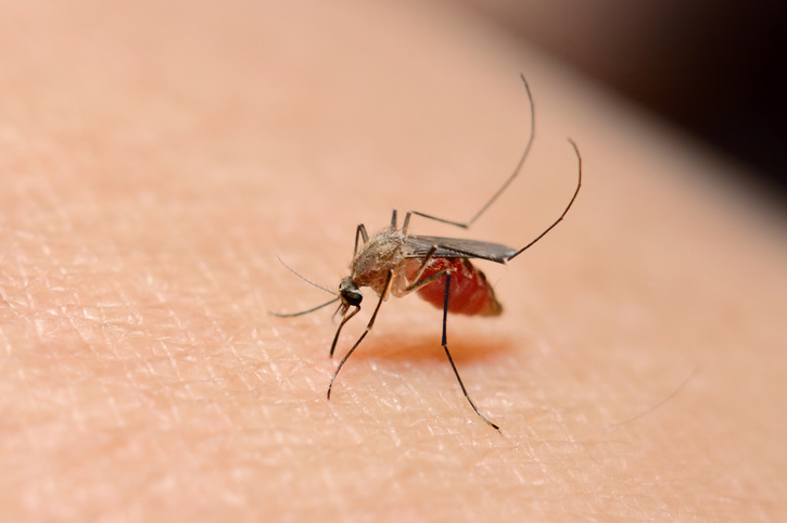 West Nile in Mosquitoes